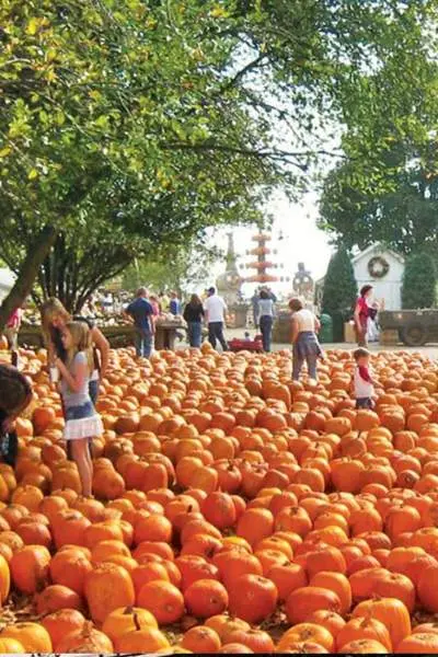 A field of pumpkins