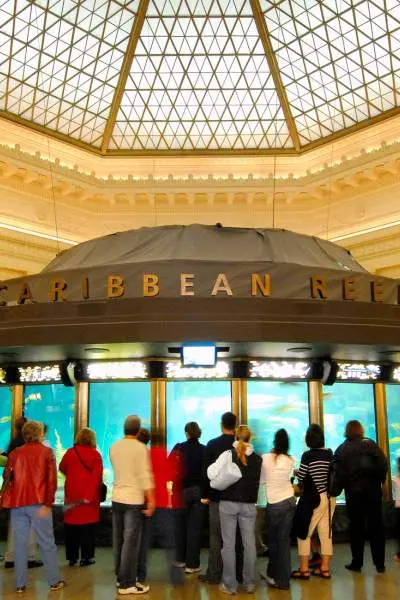 People surrounding the Caribbean Reef display at the Shedd Aquarium.