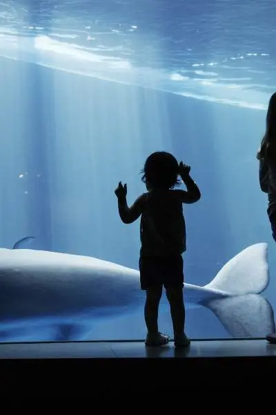 Kids looking at a whale through the glass