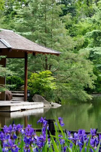 A pond with flowers