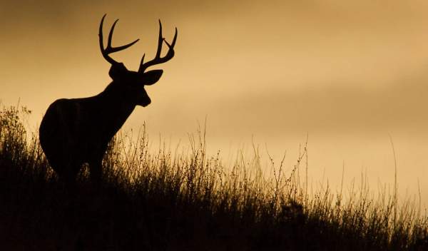 A deer in silhouette on a ridge line