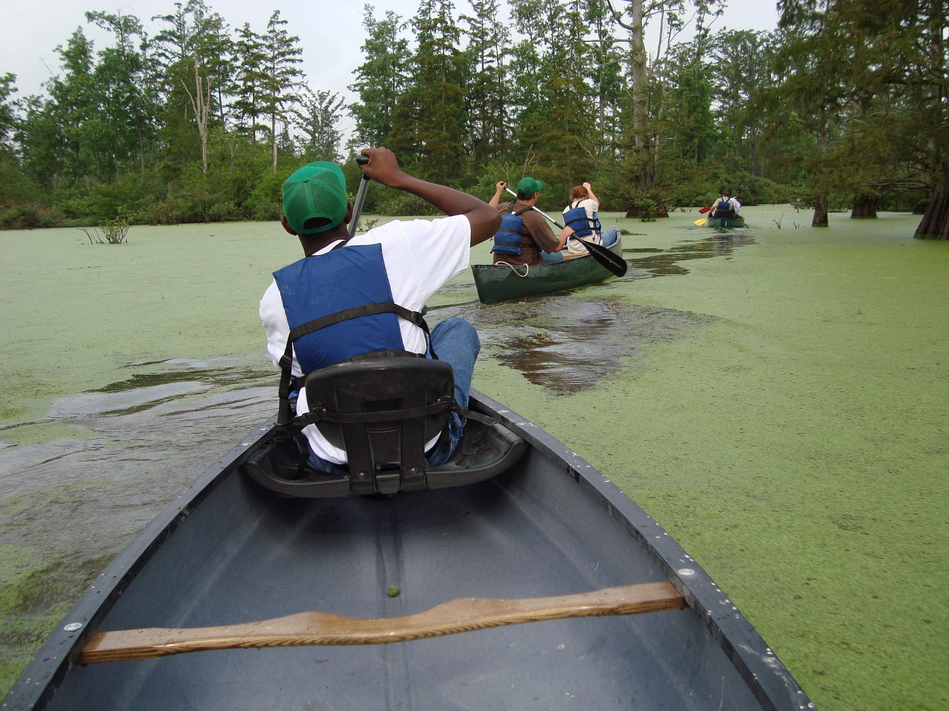 Three canoes pass through the water in the Cache River Wetlands