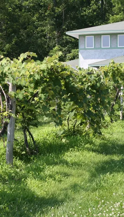 A vineyard with a house