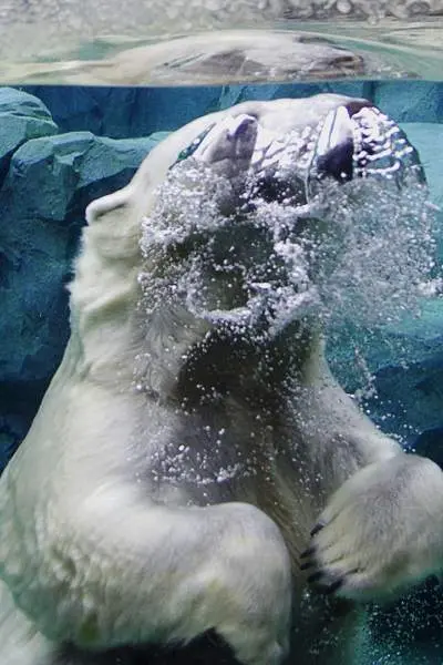 Polar bear in the water